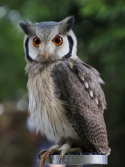 猛禽フライトショー　１０/３❸