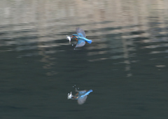 大きな魚を・・・・❸