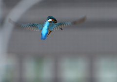 ホバ　４/２２❻