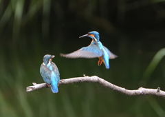 今日のカワセミ⓫