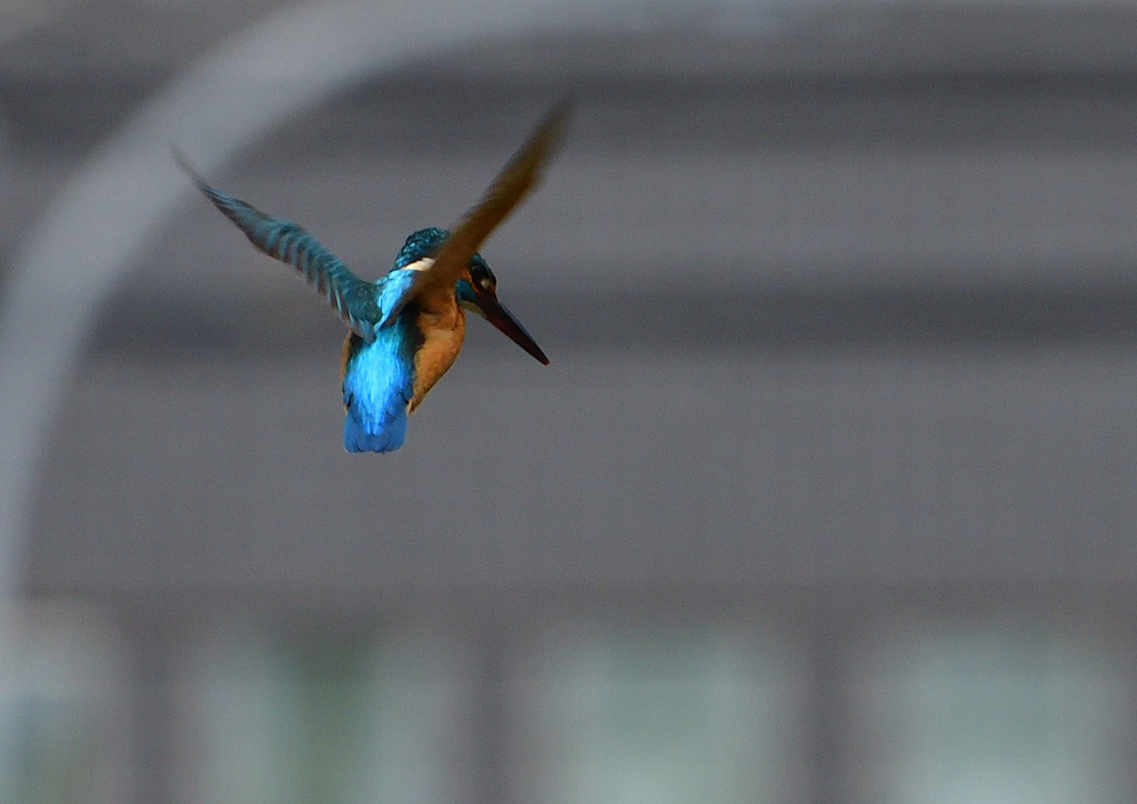 ホバ　４/２２❹