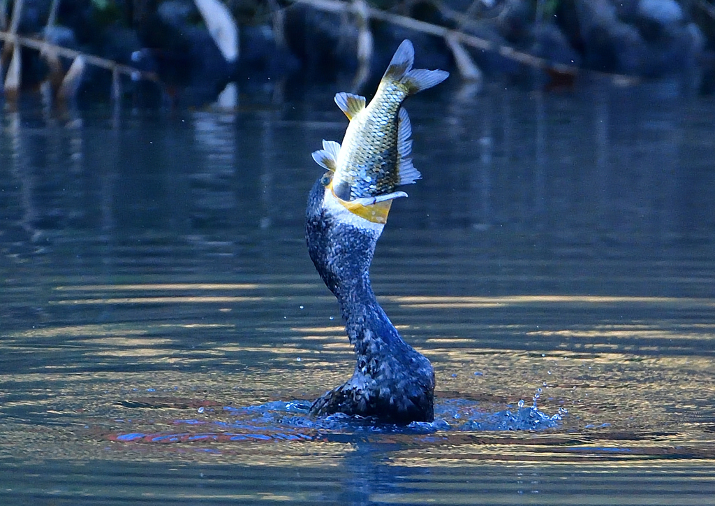 鯉を・・・・・　１１/１４❷