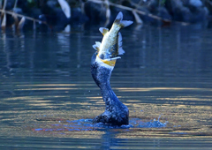 鯉を・・・・・　１１/１４❷