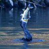 鯉を・・・・・　１１/１４❷