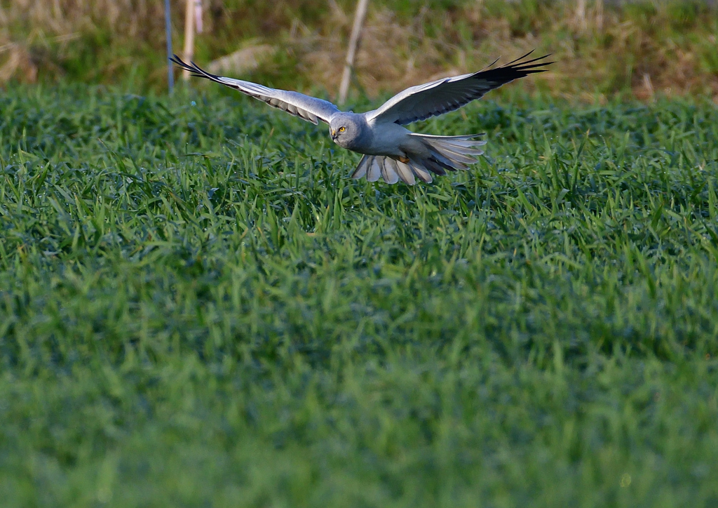 ハイイロチュウヒ　３/１３❹
