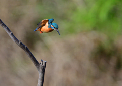 止まり木　２/２７❸