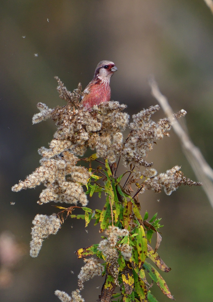 赤い鳥　１２/１２❼