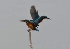 メスの元へ・・・❷