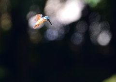 ホバる　７/２３❺