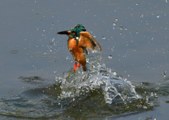 ダイブ　５/２２❺