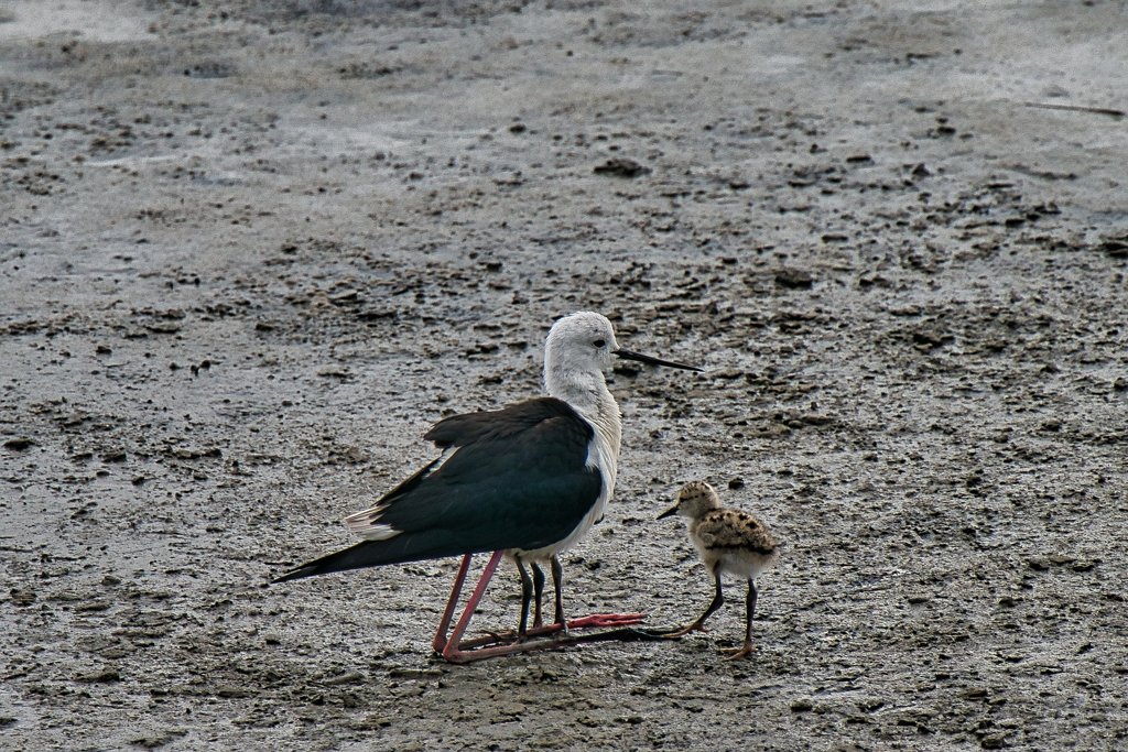 セイタカシギの親子　６/２２❷