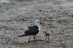 セイタカシギの親子　６/２２❷