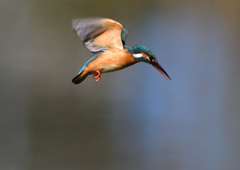 ホバリング　３/７❸