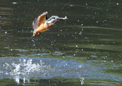 _190906_080432 DSC_9341