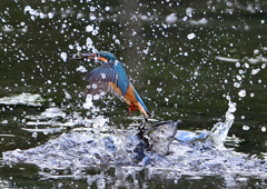 いつもの公園　８/１１❹