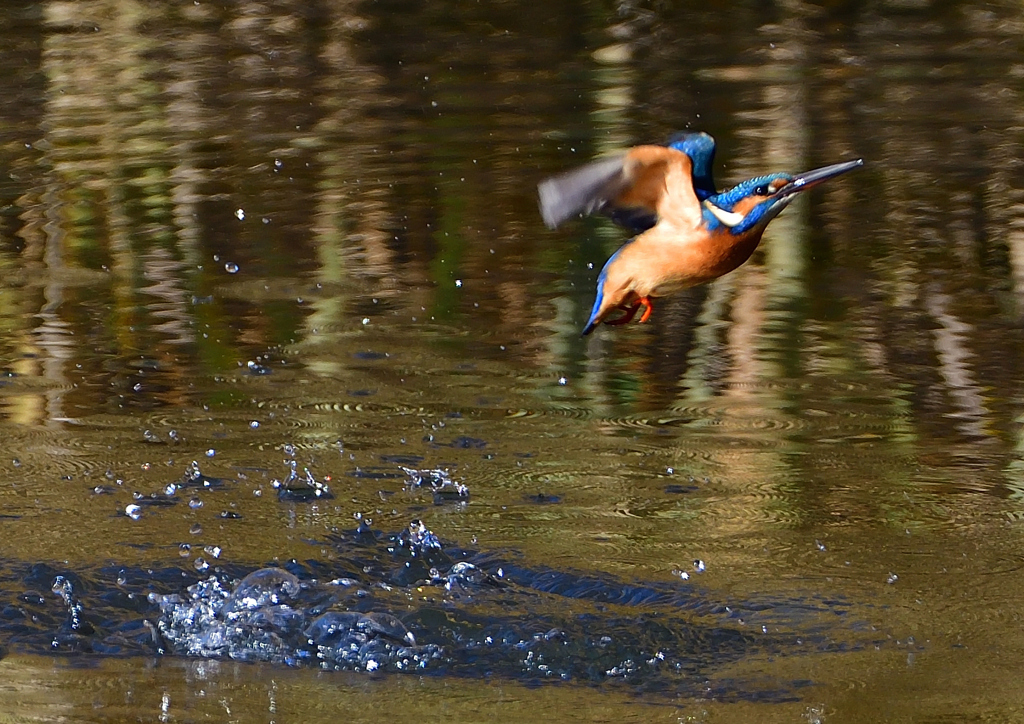 いつもの公園で　１２/２０❷