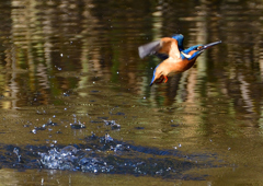 いつもの公園で　１２/２０❷