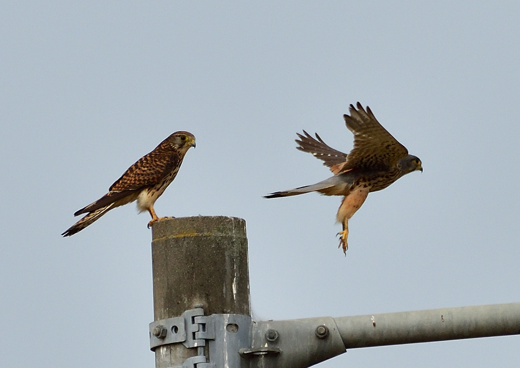 チョウゲンボウ　６/７❷
