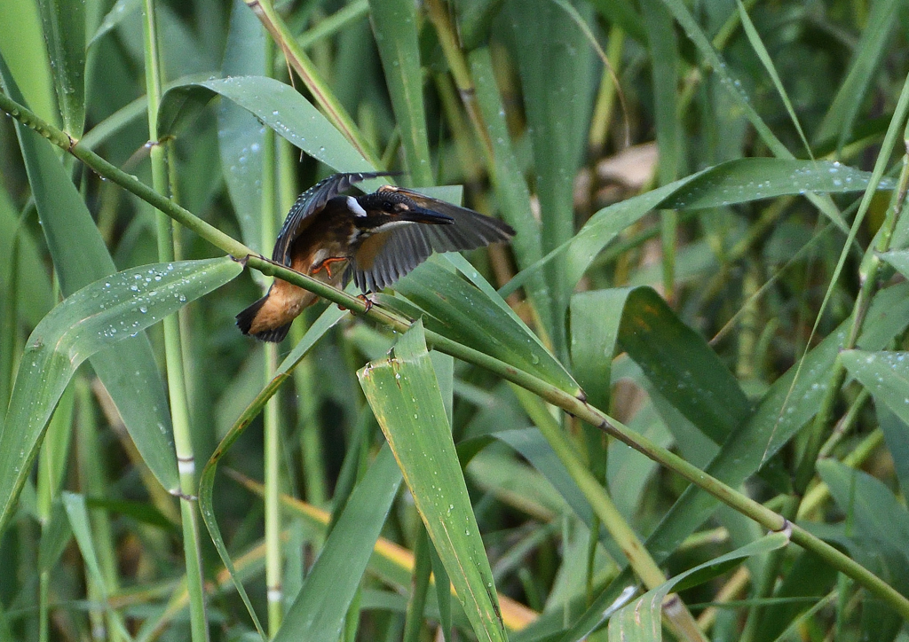 二番子ヨシに❷