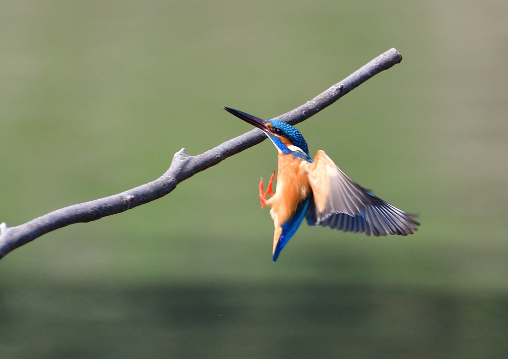 止まり木へ　４/８❷