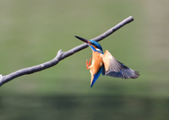 止まり木へ　４/８❷