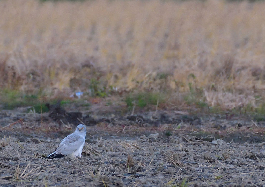 ハイイロチュウヒ　１２/１６