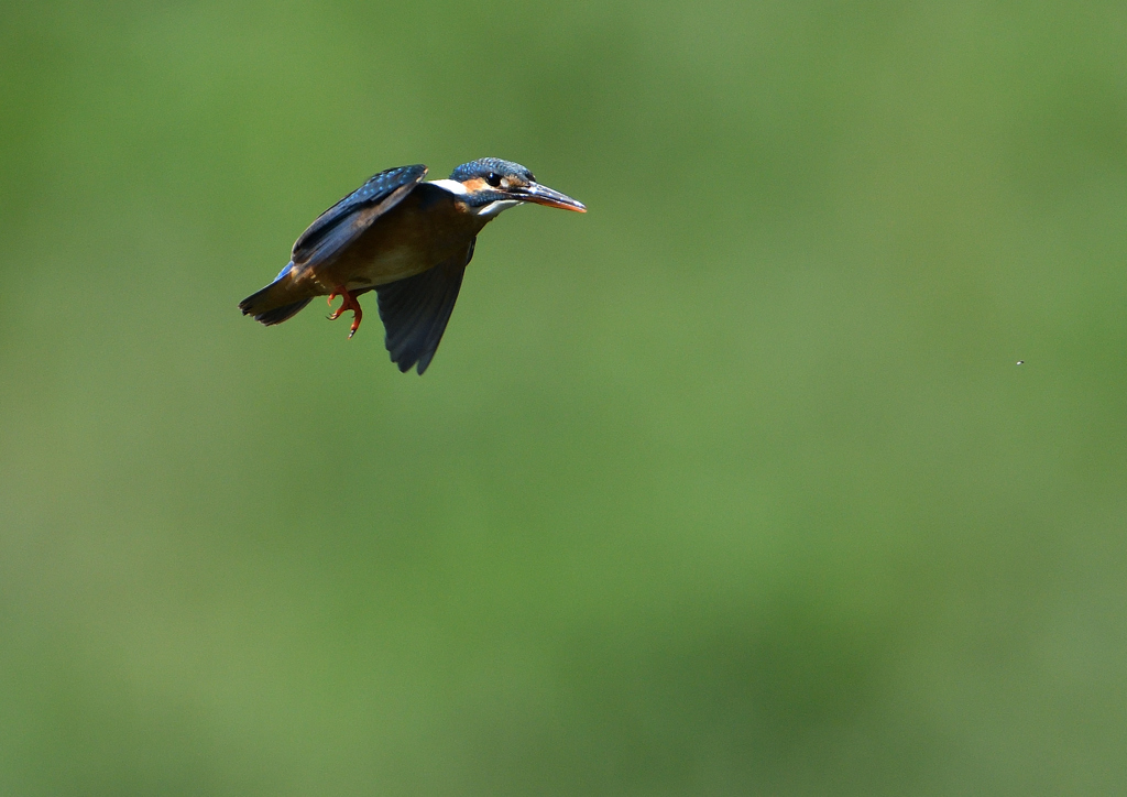 ホバ　５/２４❸