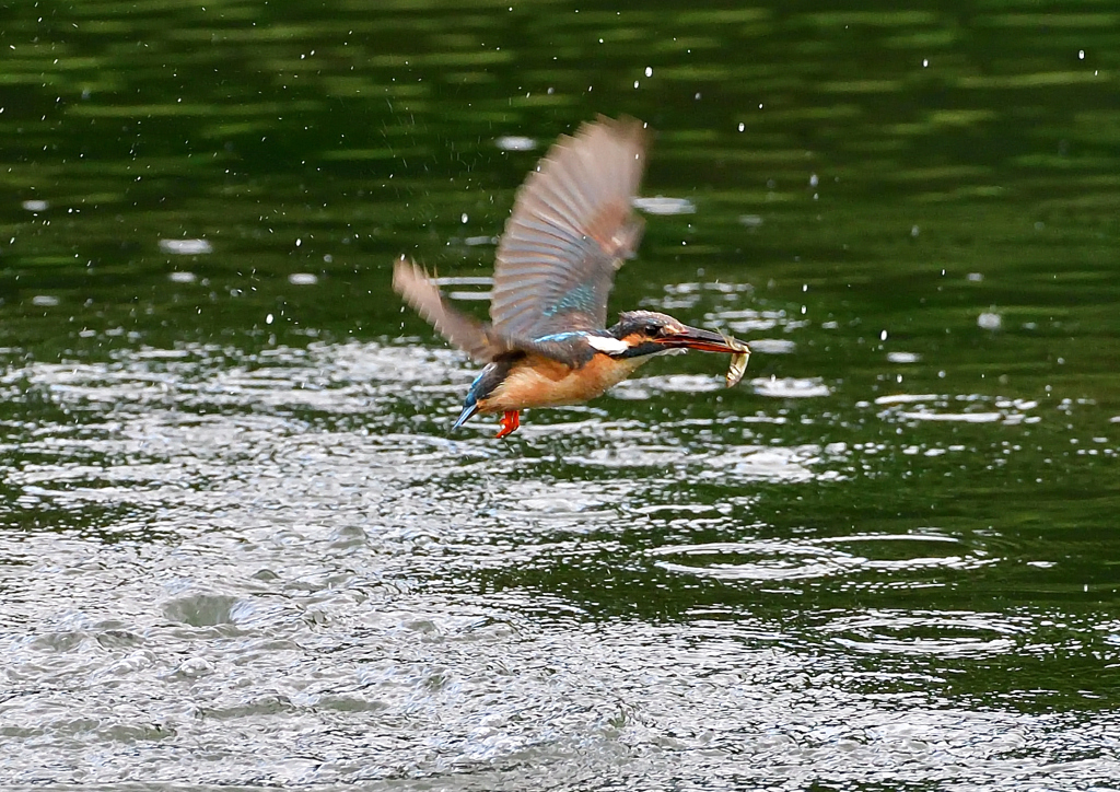 魚を・・・・　７/１２①