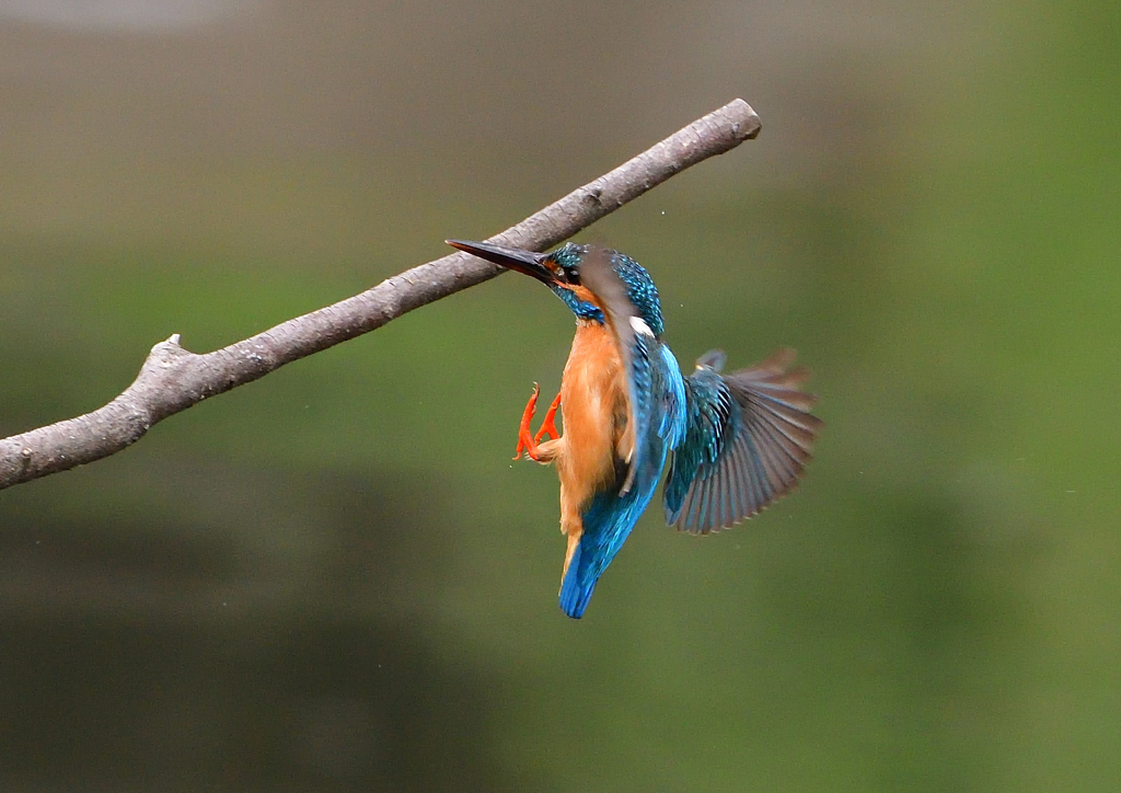 止まり木へ　５/２１