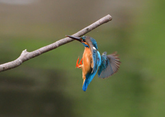 止まり木へ　５/２１