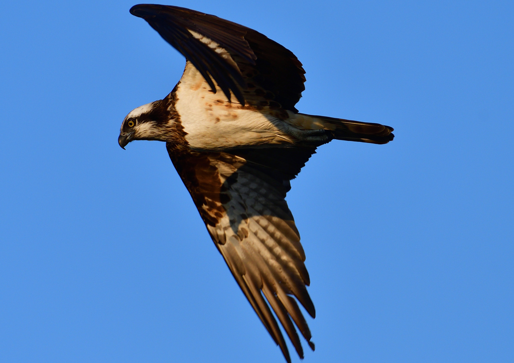 飛翔（ミサゴ）１/１３❸