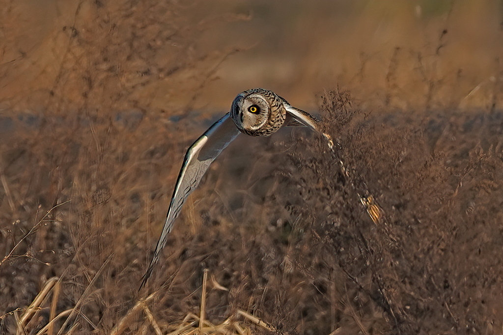 コミミズク　１/１６❶
