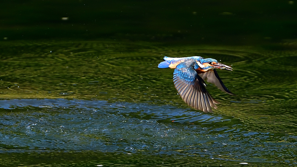 いつもの公園で　１０/１１❼