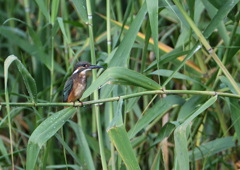二番子ヨシに❶