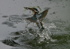 ダイブ　７/１８❹