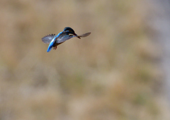 ホバ　３/１７❷