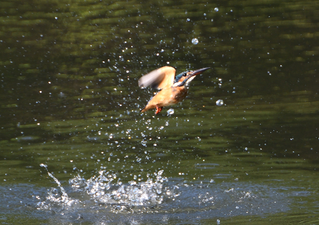 飛沫　８/２６❾