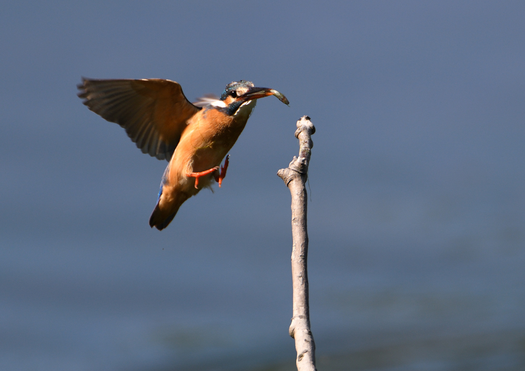 止まり木へ　５/３０❷
