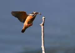 止まり木へ　５/３０❷