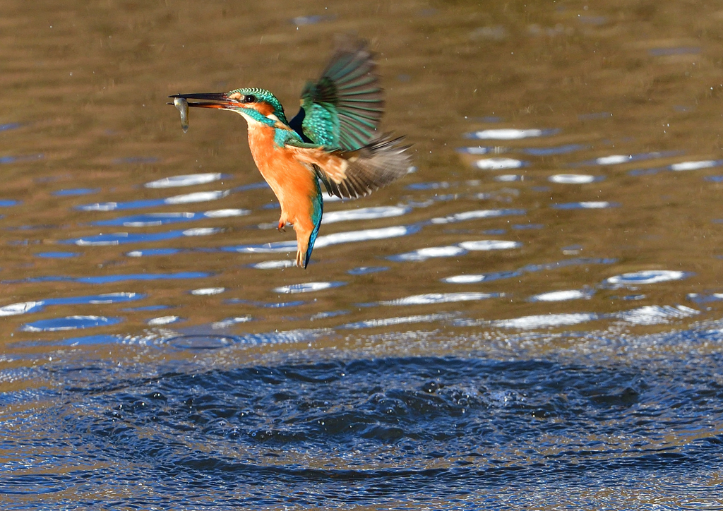 いつもの公園で　１１/２１❻