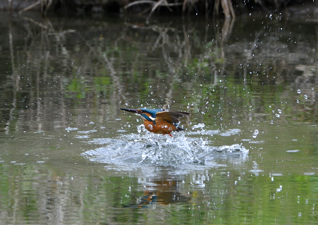 水浴び　４/１２❷