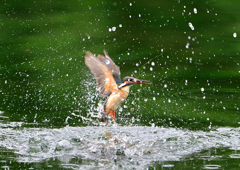 いつもの公園　７/１６⑩