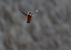 ホバ　３/１９❸