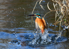 いつもの公園で　１２/１６❶