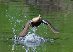 カルガモ　５/５❶