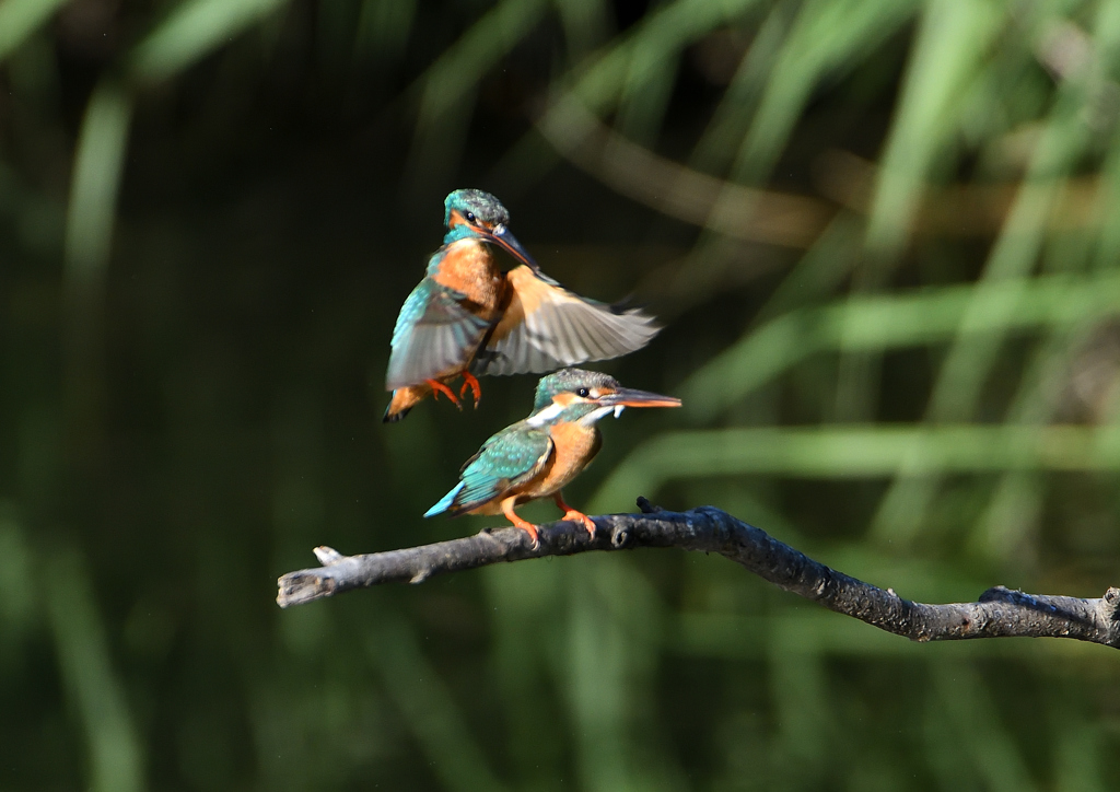 交尾　５/３０❶