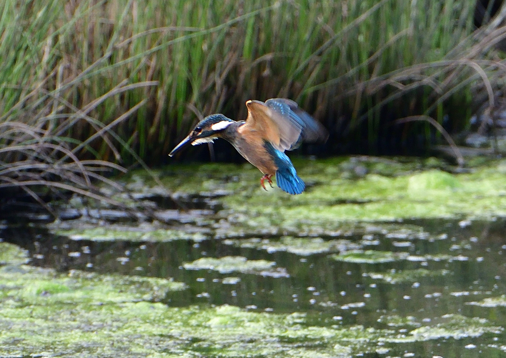 いつもの公園　７/２１➃