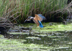 いつもの公園　７/２１➃