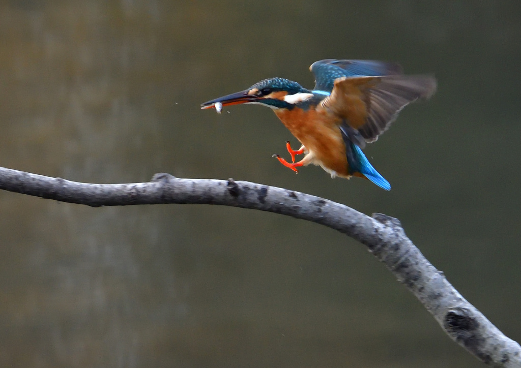 止まり木　１２/１５❶