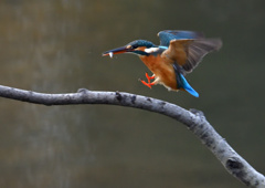 止まり木　１２/１５❶